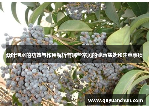 桑叶泡水的功效与作用解析有哪些常见的健康益处和注意事项